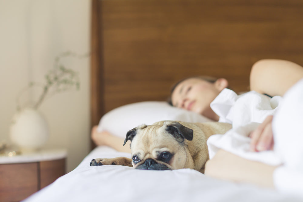 PET CARE